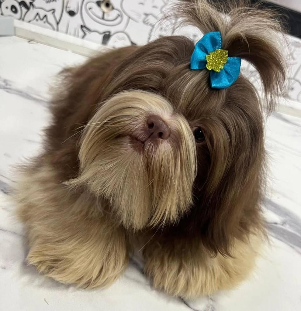 Moti, cachorro de porte pequeno para adoção em São Paulo - SP