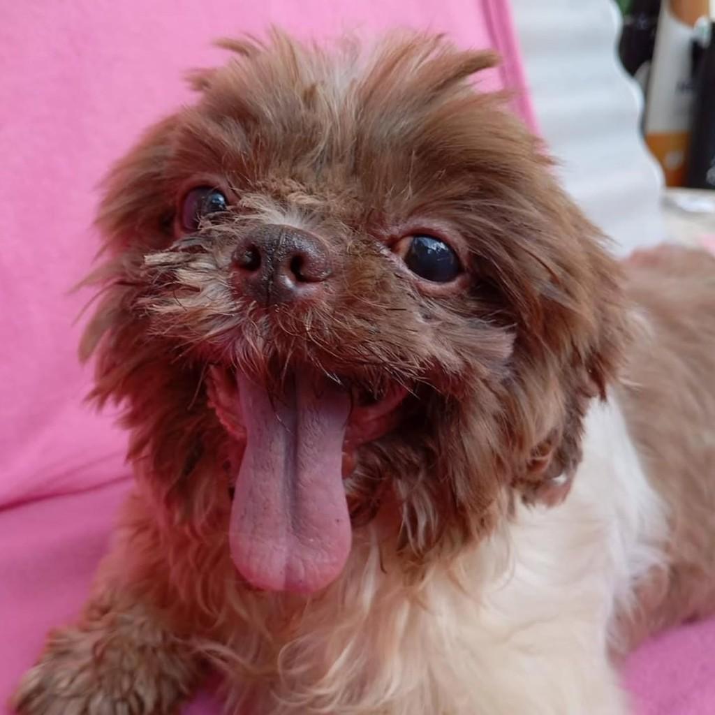 Pipo, cachorro de porte pequeno para adoção em São Paulo - SP
