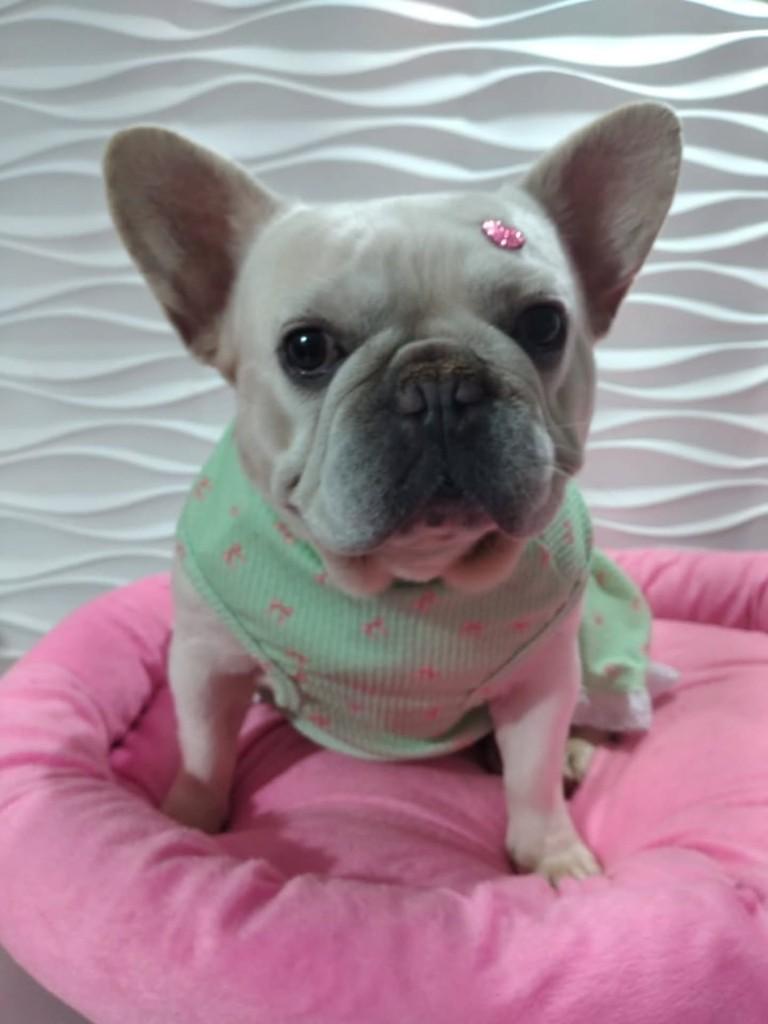 Zoe, cadela de porte pequeno para adoção em São Paulo - SP