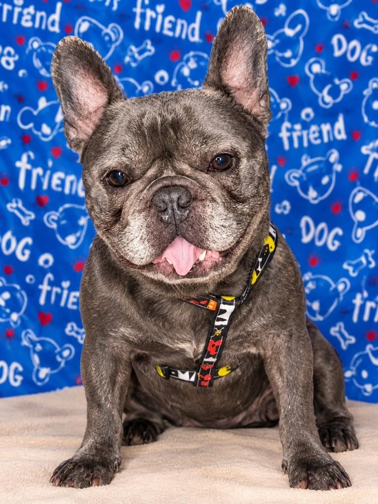 Azulzinho, cachorro de porte médio para adoção em São Paulo - SP