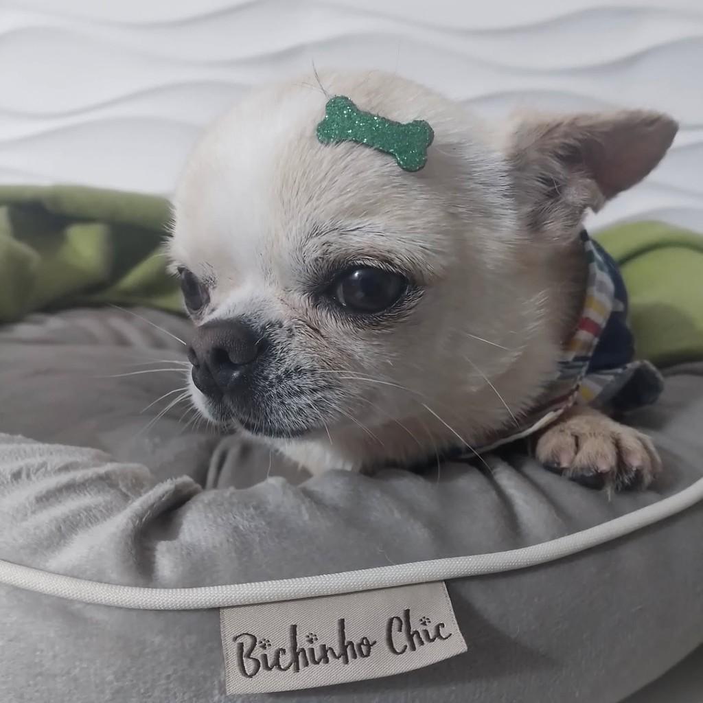 Zack, cachorro de porte pequeno para adoção em São Paulo - SP
