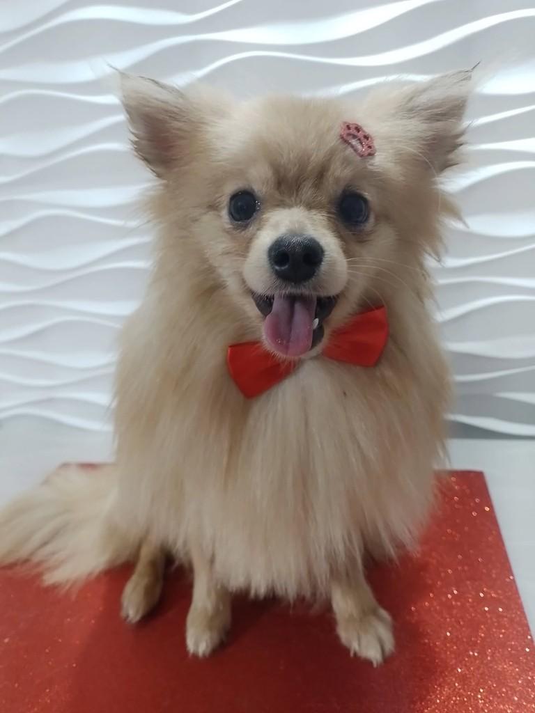 Edgar, cachorro de porte pequeno para adoção em São Paulo - SP