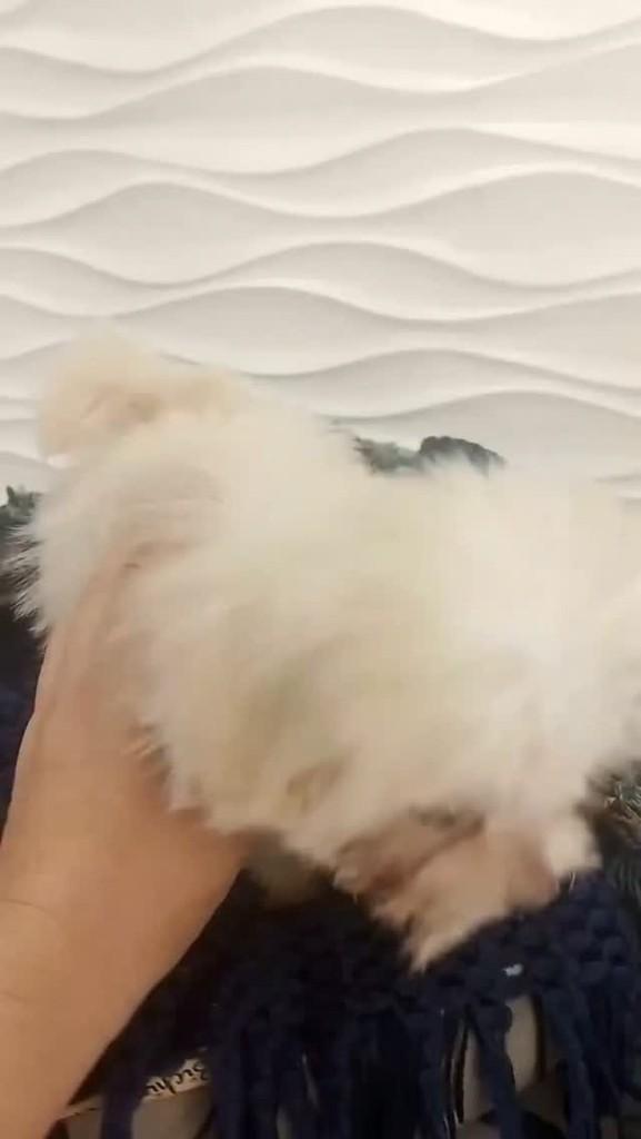 Snif, cachorro de porte pequeno para adoção em São Paulo - SP