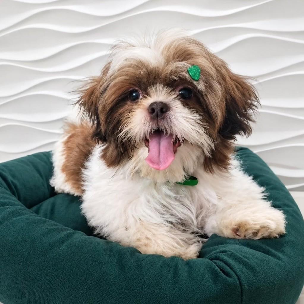 Cebolinha, cachorro de porte pequeno para adoção em São Paulo - SP