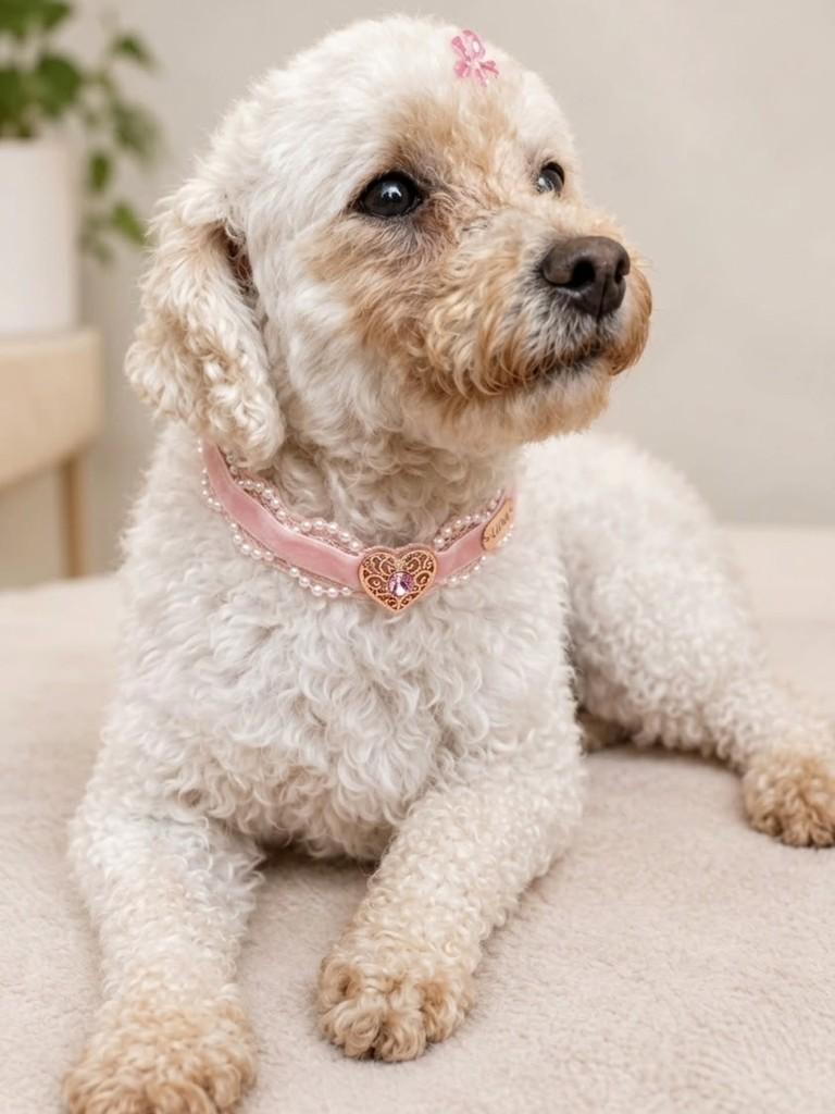 Chanel, cadela de porte pequeno para adoção em São Paulo - SP