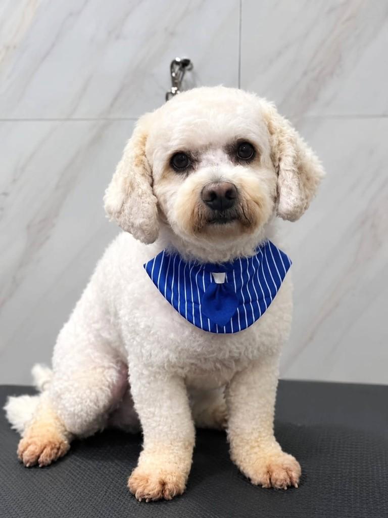 Milk, cachorro de porte pequeno para adoção em São Paulo - SP