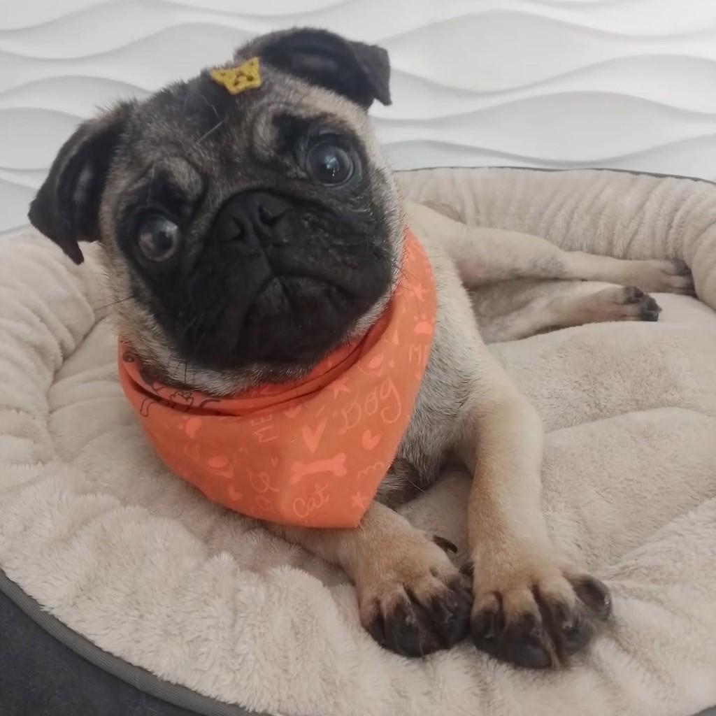 Cacá Tulio, cachorro de porte pequeno para adoção em São Paulo - SP