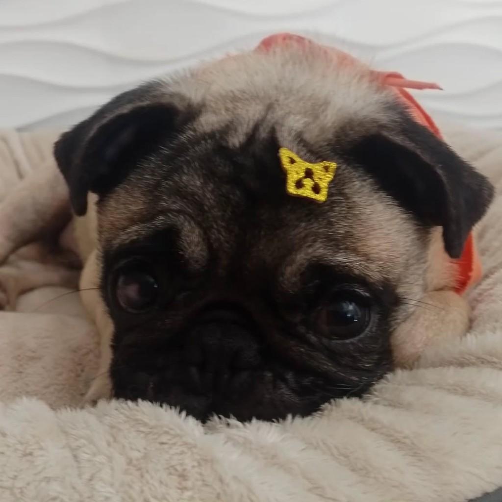 Cacá Tulio, cachorro de porte pequeno para adoção em São Paulo - SP — foto 2 de 2