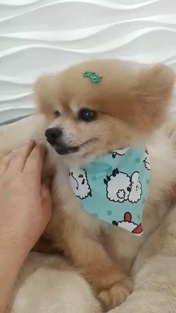 Nicolau, cachorro de porte pequeno para adoção em São Paulo - SP