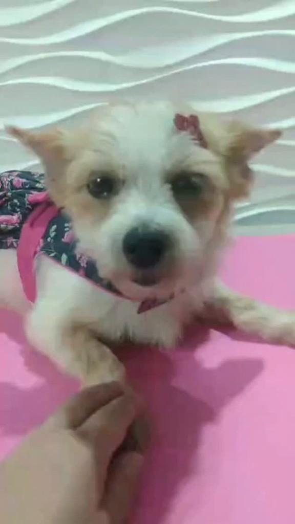 Mirela, cadela de porte pequeno para adoção em São Paulo - SP
