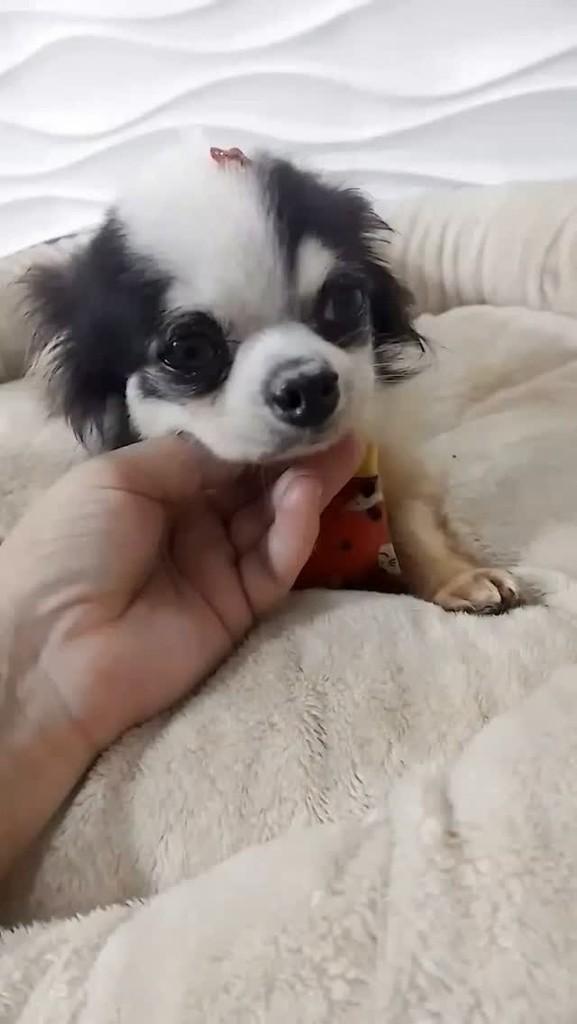 Dexter, cachorro de porte pequeno para adoção em São Paulo - SP