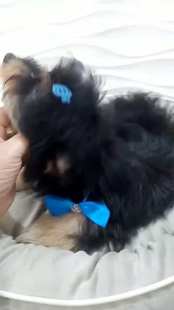 Pluto, cachorro de porte pequeno para adoção em São Paulo - SP