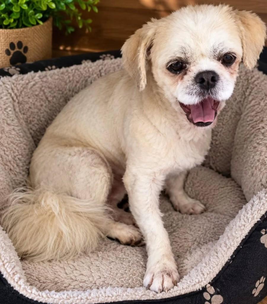 Blesser, cachorro de porte pequeno para adoção em São Paulo - SP