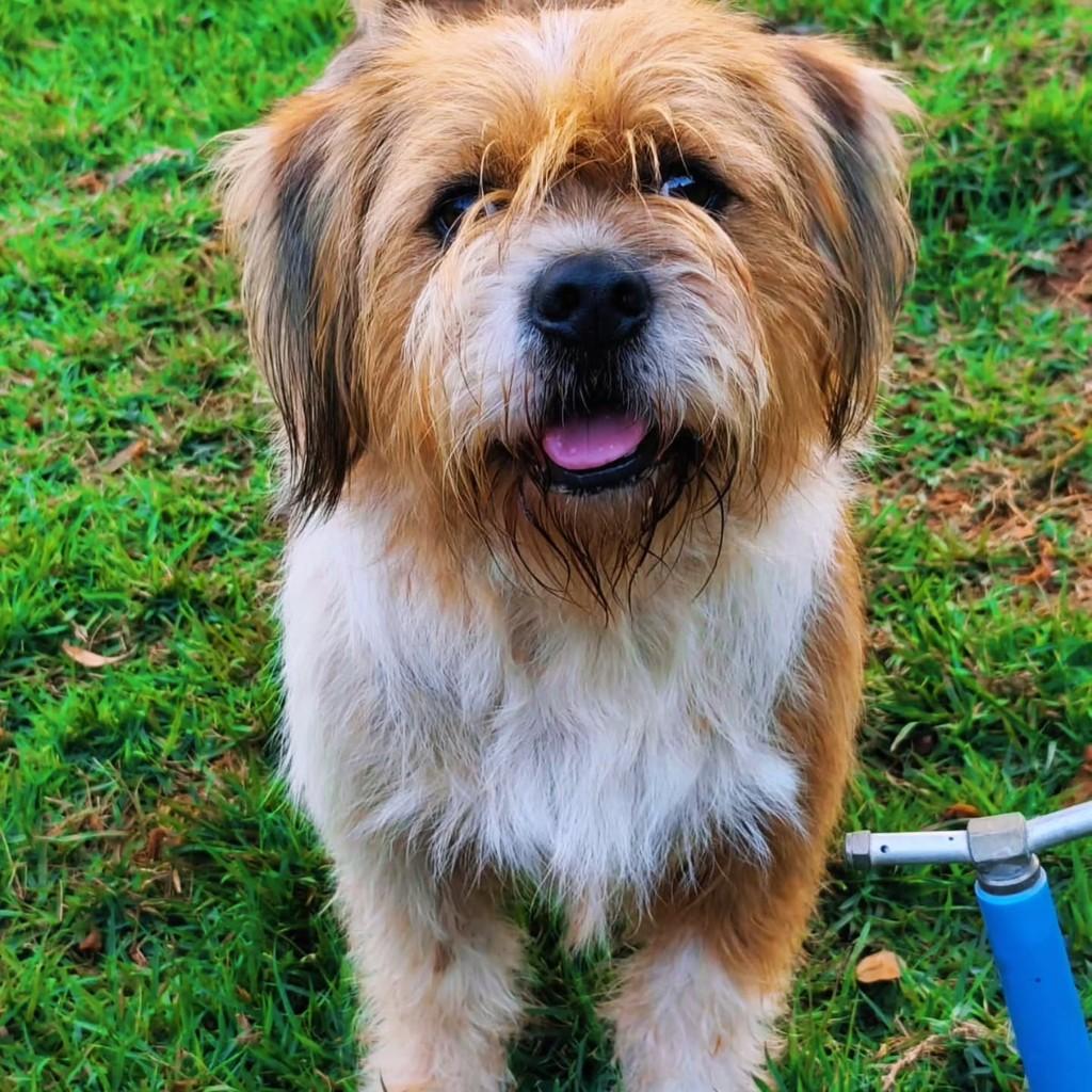 Tofu, cachorro de porte médio para adoção em Lagoa Santa - MG