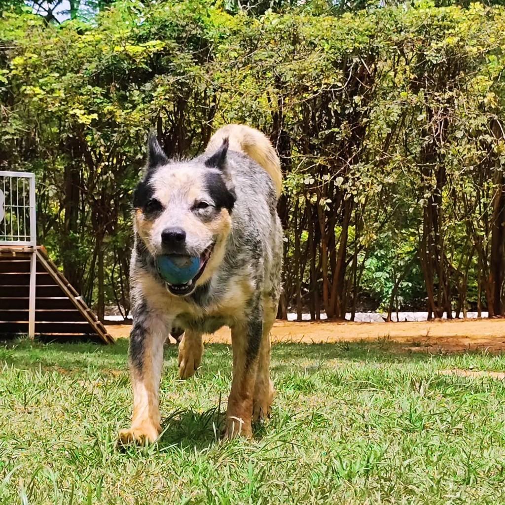 Sansão, cachorro de porte médio para adoção em Belo Horizonte - MG