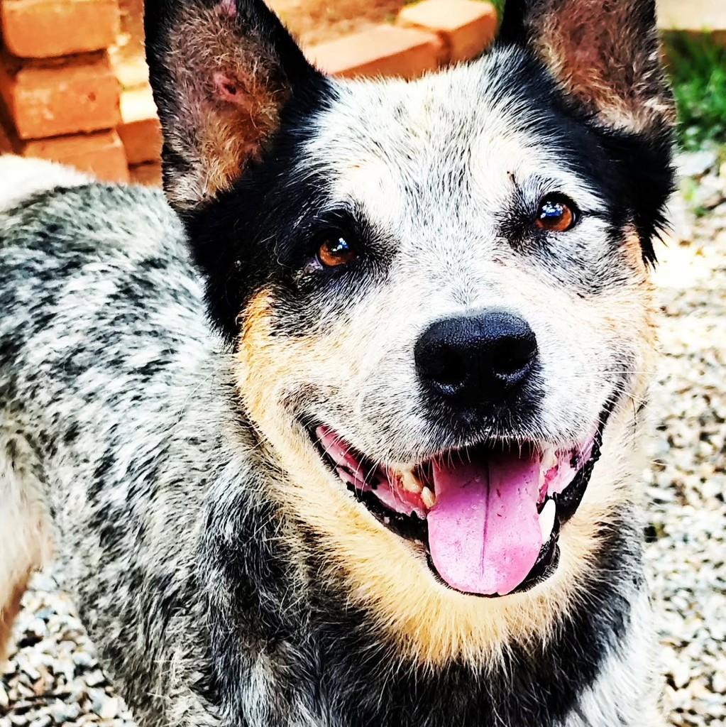 Sansão, cachorro de porte médio para adoção em Belo Horizonte - MG — foto 2 de 4