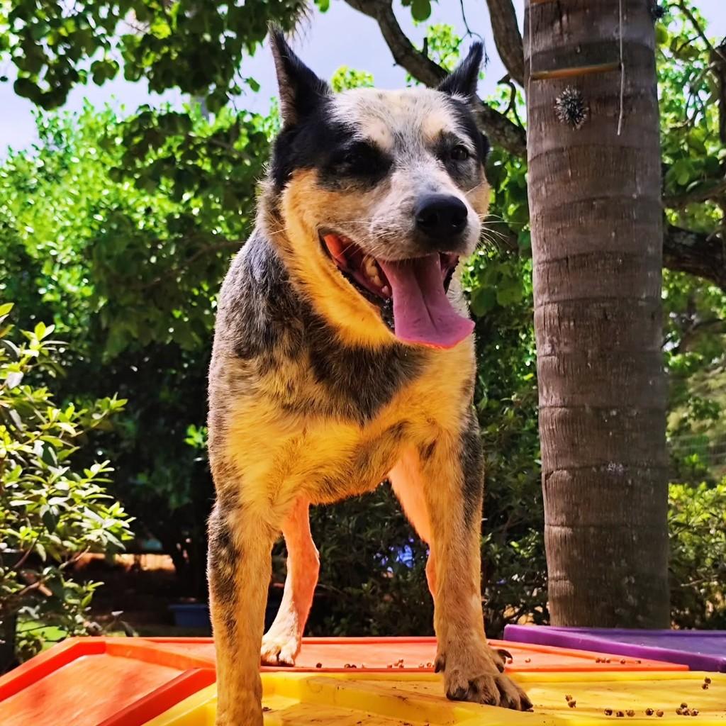 Sansão, cachorro de porte médio para adoção em Belo Horizonte - MG — foto 3 de 4