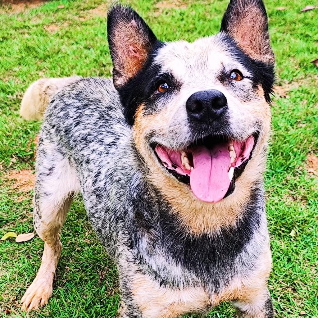 Sansão, cachorro de porte médio para adoção em Belo Horizonte - MG — foto 4 de 4