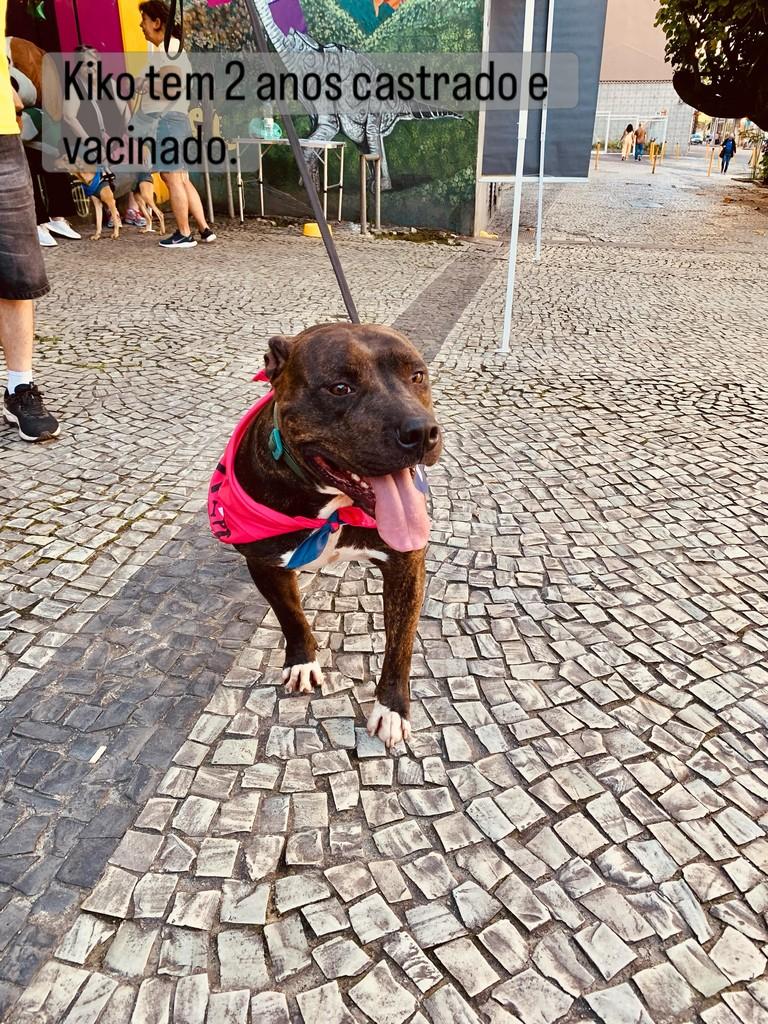 Kiko, cachorro de porte médio para adoção em Rio de Janeiro - RJ