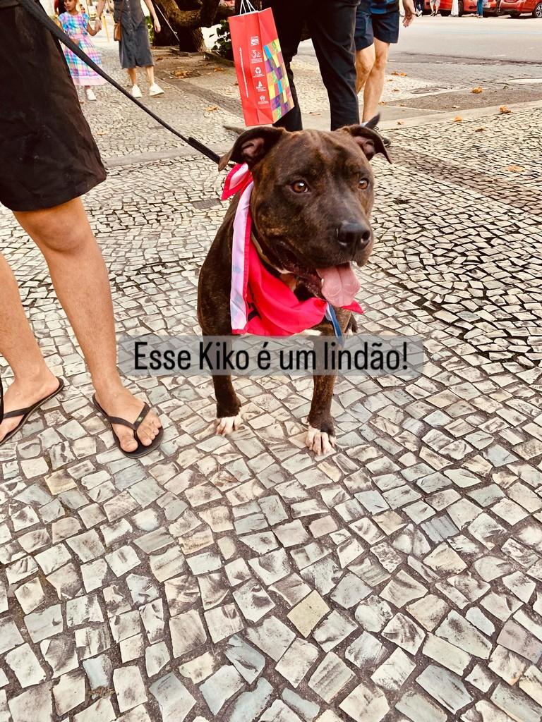Juca, cachorro de porte médio para adoção em Rio de Janeiro - RJ