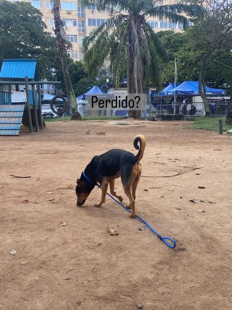 Dogguinho, cachorro de porte médio para adoção em Rio de Janeiro - RJ