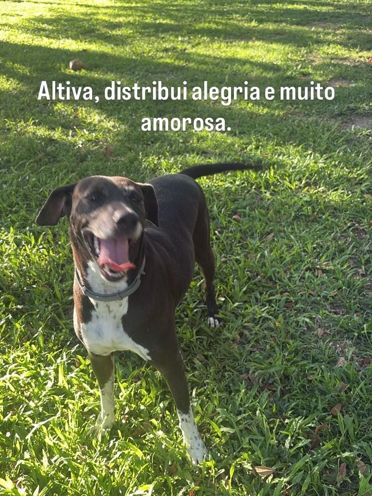 Mari, cachorro de porte médio para adoção em Rio de Janeiro - RJ
