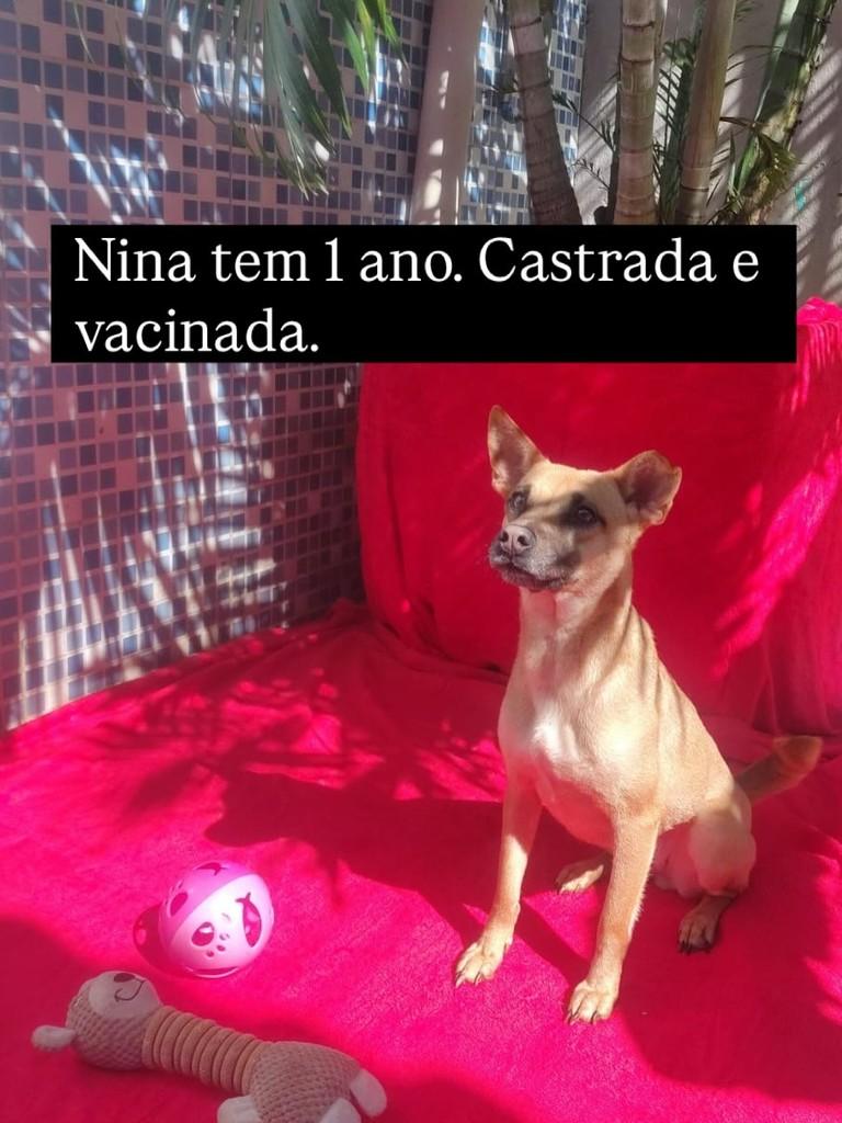 Nina, cachorro de porte pequeno para adoção em Rio de Janeiro - RJ — foto 2 de 4