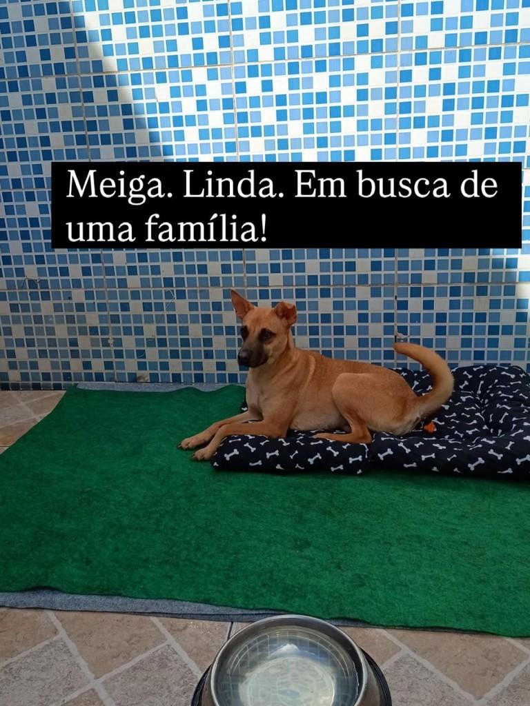 Nina, cachorro de porte pequeno para adoção em Rio de Janeiro - RJ — foto 3 de 4