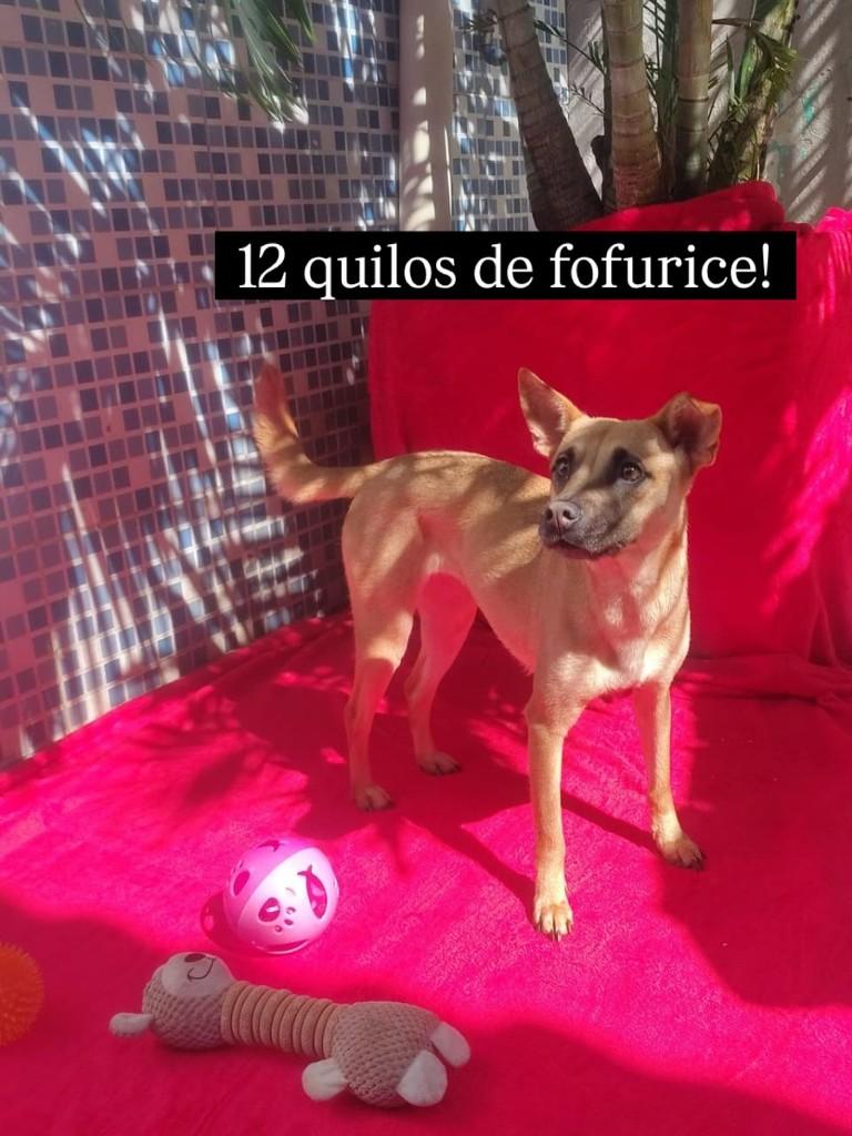 Nina, cachorro de porte pequeno para adoção em Rio de Janeiro - RJ — foto 4 de 4