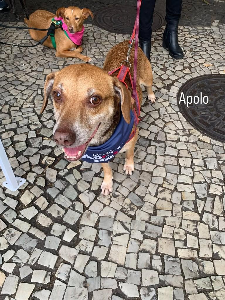 Apollo, cachorro de porte pequeno para adoção em Rio de Janeiro - RJ