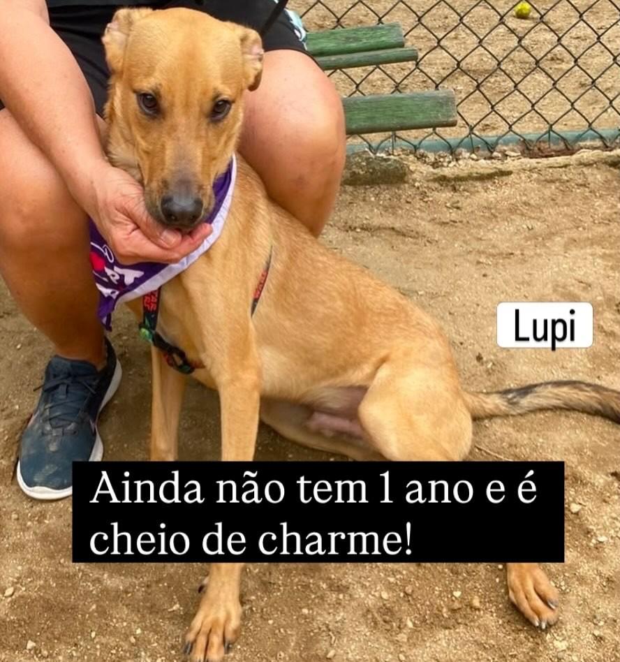 Lupe, cachorro de porte pequeno para adoção em Rio de Janeiro - RJ