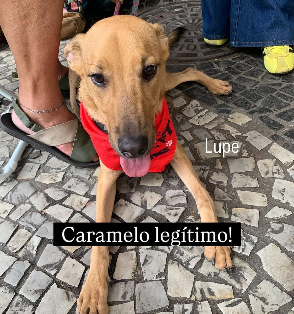 Lupe, cachorro de porte pequeno para adoção em Rio de Janeiro - RJ — foto 2 de 2