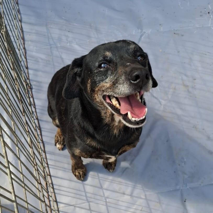 Zuco, cachorro de porte pequeno para adoção em Petrópolis - RJ
