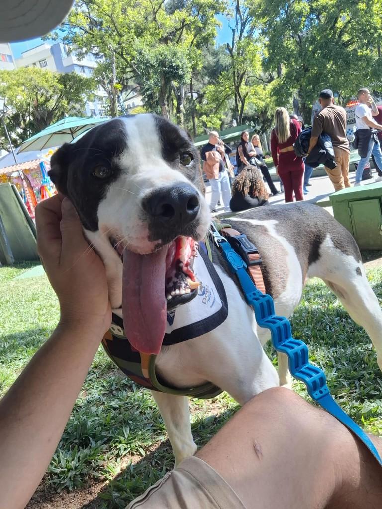 Pako, cachorro de porte médio para adoção em Petrópolis - RJ