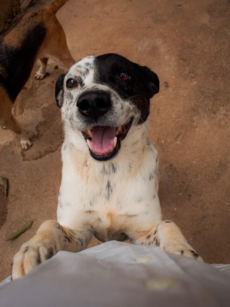 Frederico, cachorro de porte médio para adoção em Petrópolis - RJ