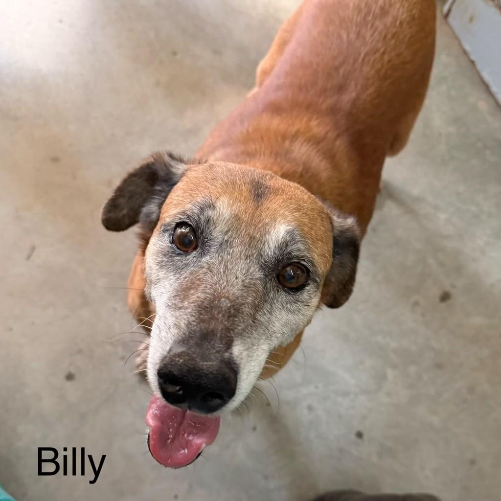 Billy, cachorro de porte médio para adoção em Petrópolis - RJ