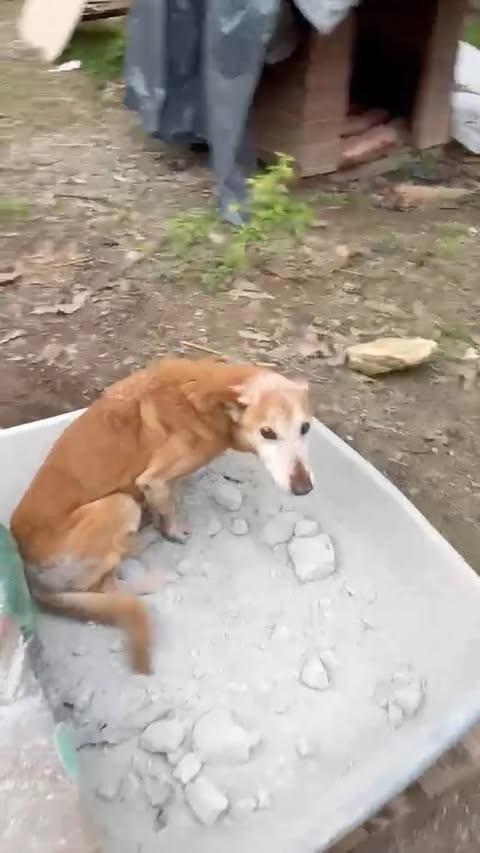 Fanta, cadela de porte pequeno para adoção em Petrópolis - RJ