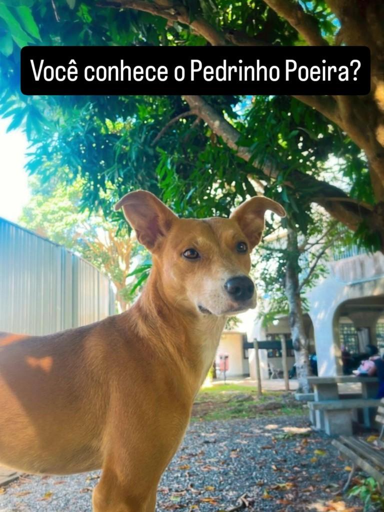 Pedrinho Poeira, cachorro de porte médio para adoção em Campos dos Goytacazes - RJ