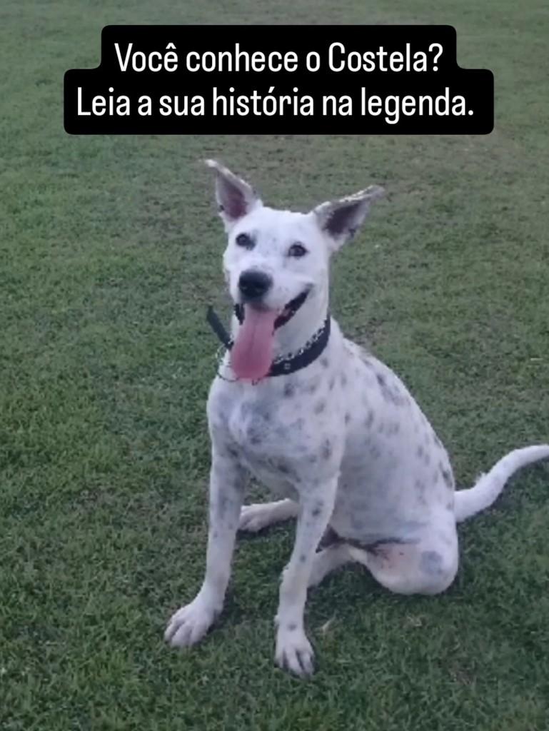 Costela, cachorro de porte médio para adoção em Campos dos Goytacazes - RJ