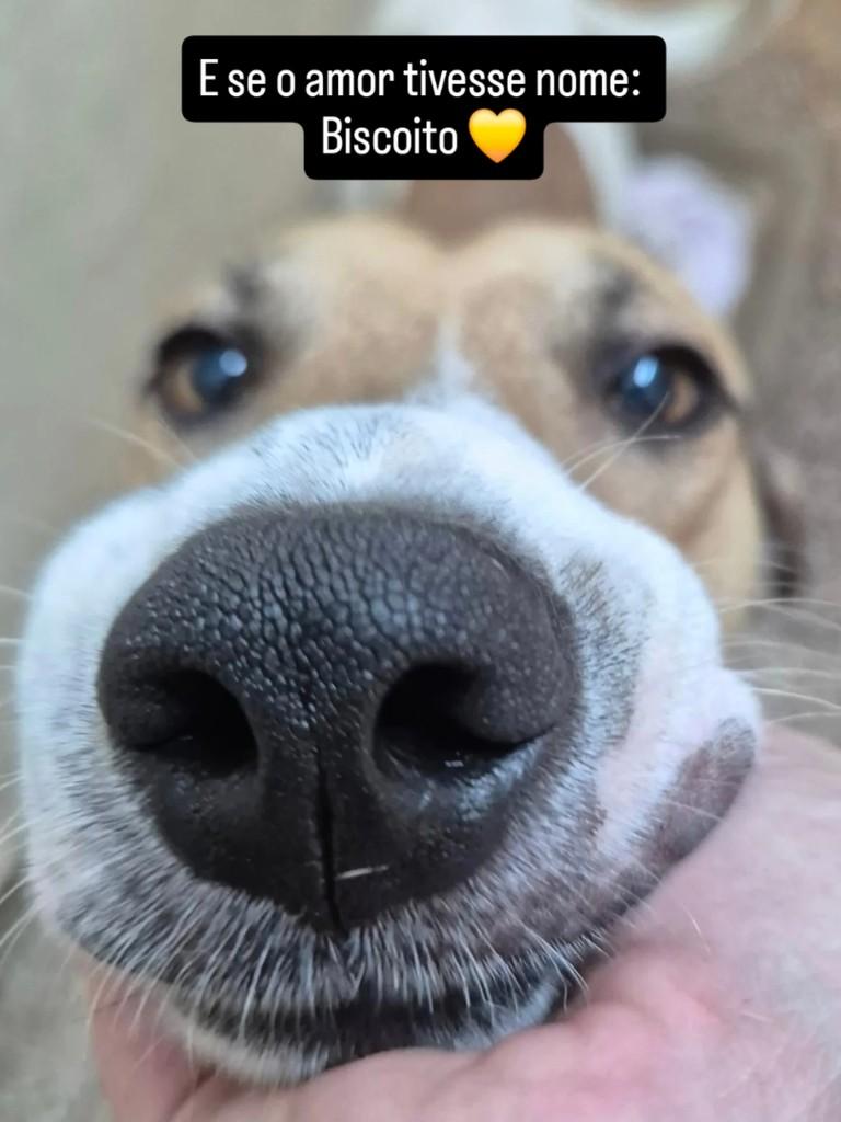 Biscoito, cachorro de porte médio para adoção em Campos dos Goytacazes - RJ