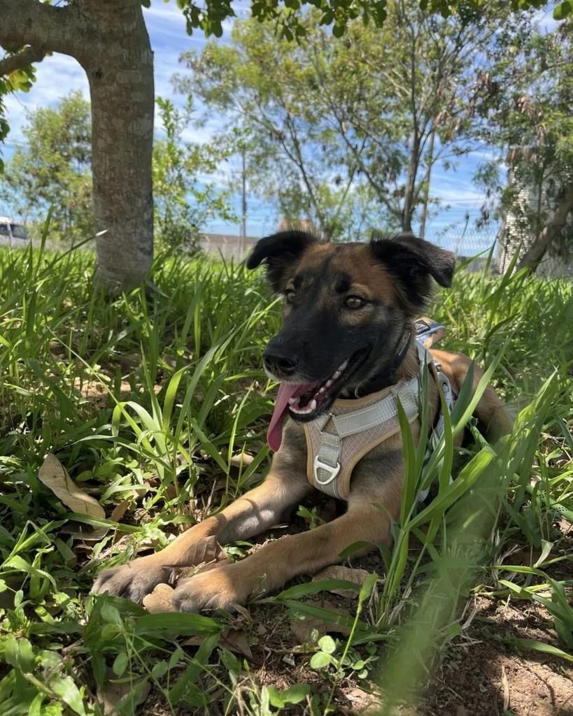 Sophie, cachorro de porte médio para adoção em Campos dos Goytacazes - RJ
