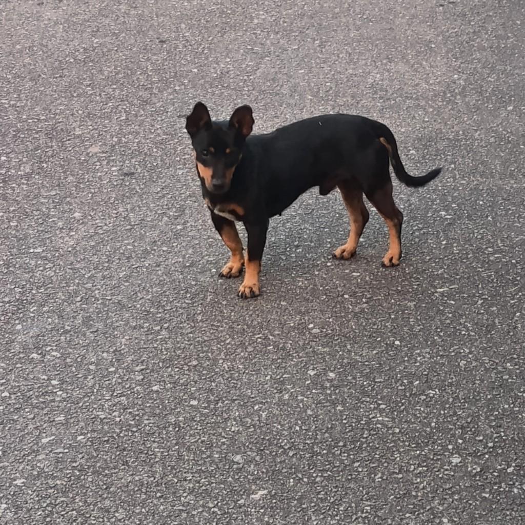 Ceguinho, cachorro de porte pequeno para adoção em Campos dos Goytacazes - RJ