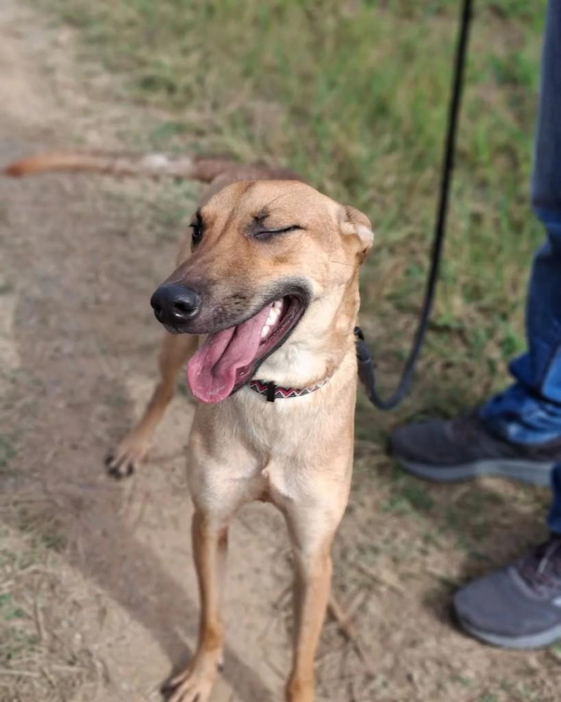 Bruno, cachorro de porte médio para adoção em Campos dos Goytacazes - RJ