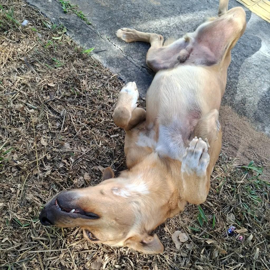 Bernardo, cachorro de porte médio para adoção em Campos dos Goytacazes - RJ