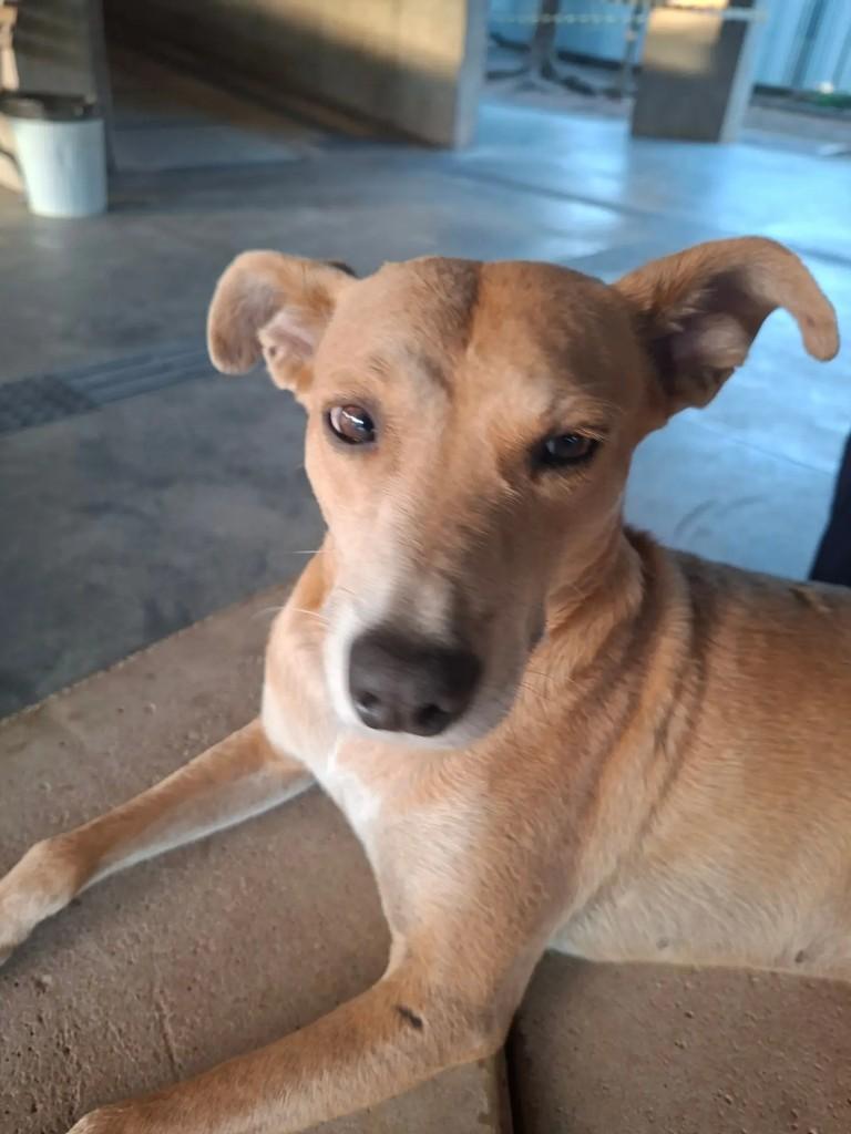 Pedrinho, cachorro de porte pequeno para adoção em Campos dos Goytacazes - RJ