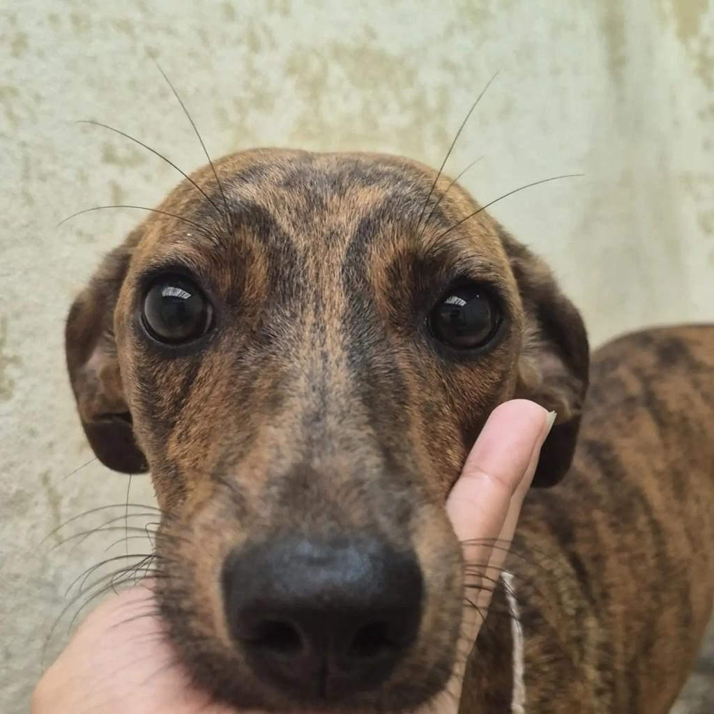 Tigrinha, cadela de porte pequeno para adoção em Campos dos Goytacazes - RJ — foto 2 de 2