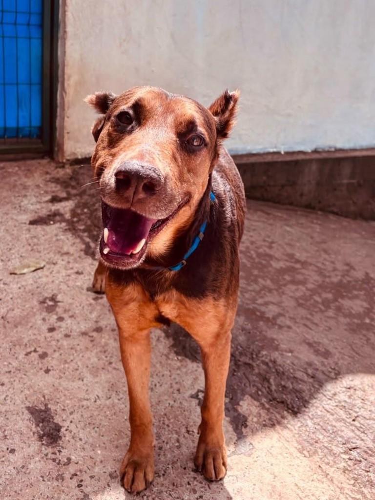 Zack, cachorro de porte grande para adoção em Brasília - DF