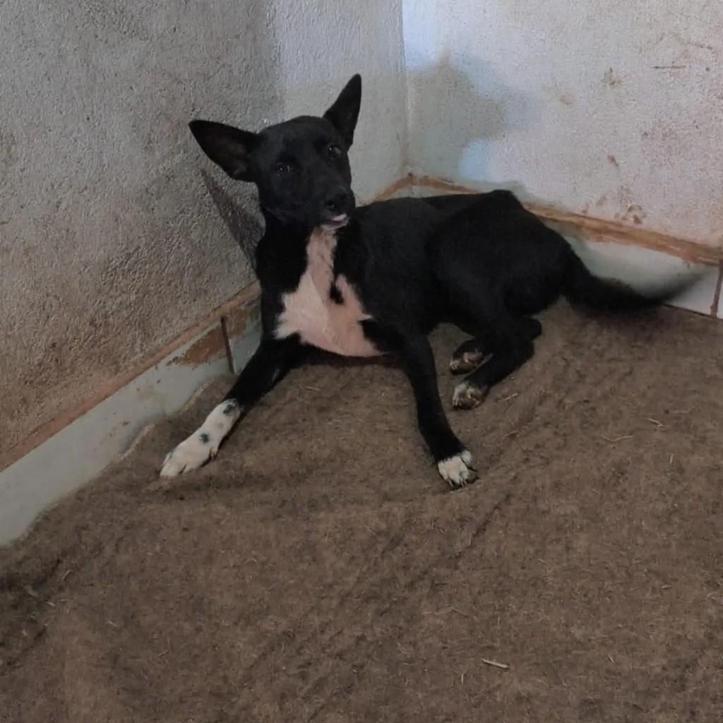 Batman, cachorro de porte pequeno para adoção em Goiânia - GO