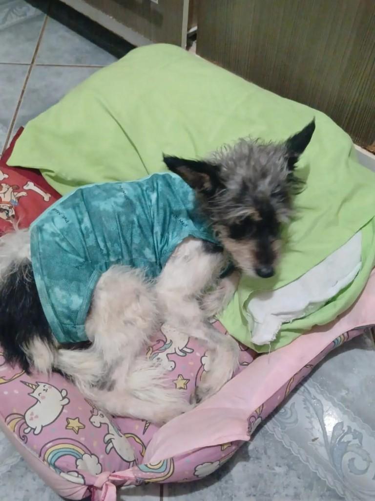 Mili, cadela de porte médio para adoção em Goiânia - GO