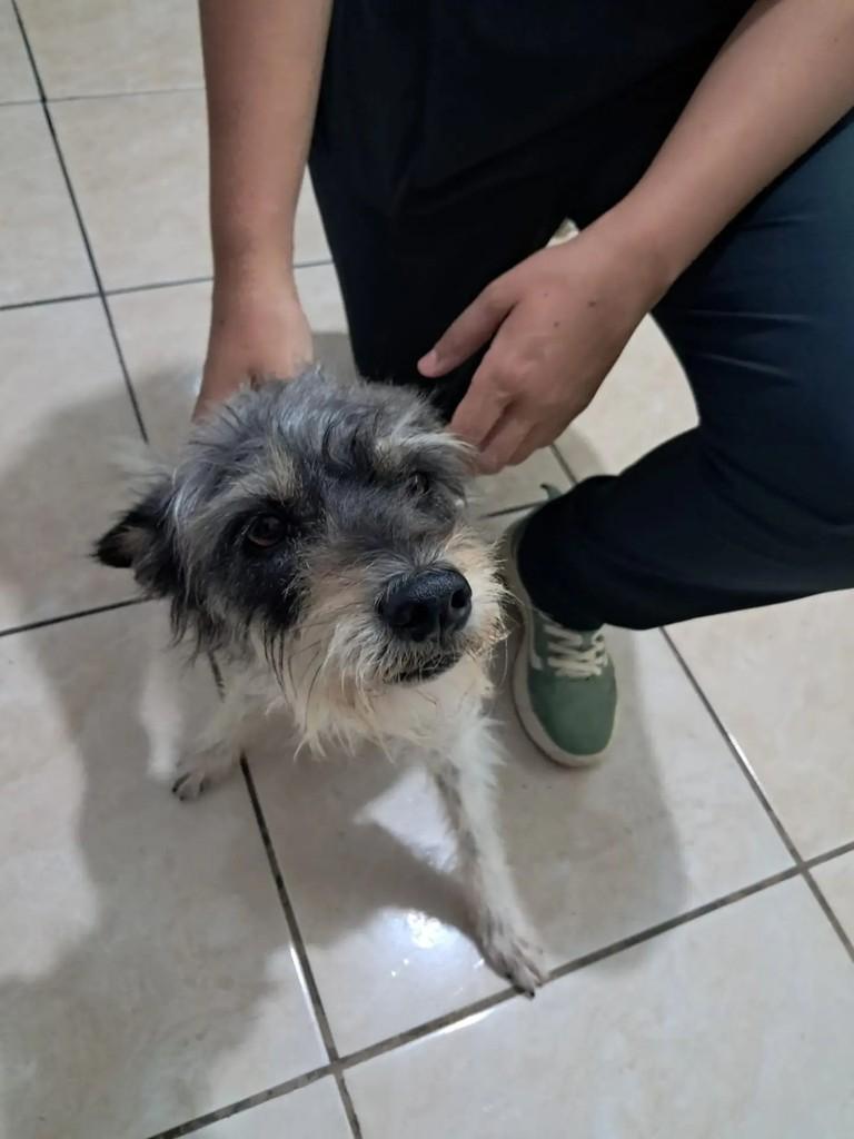 Mili, cadela de porte médio para adoção em Goiânia - GO — foto 2 de 3